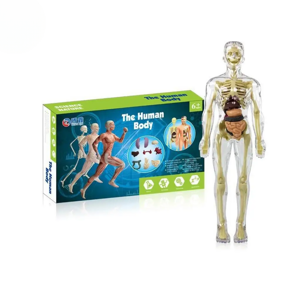 Model Ludzkiego Ciała dla Dzieci – Zabawka Anatomiczna z Organami | Edukacyjna i Interaktywna