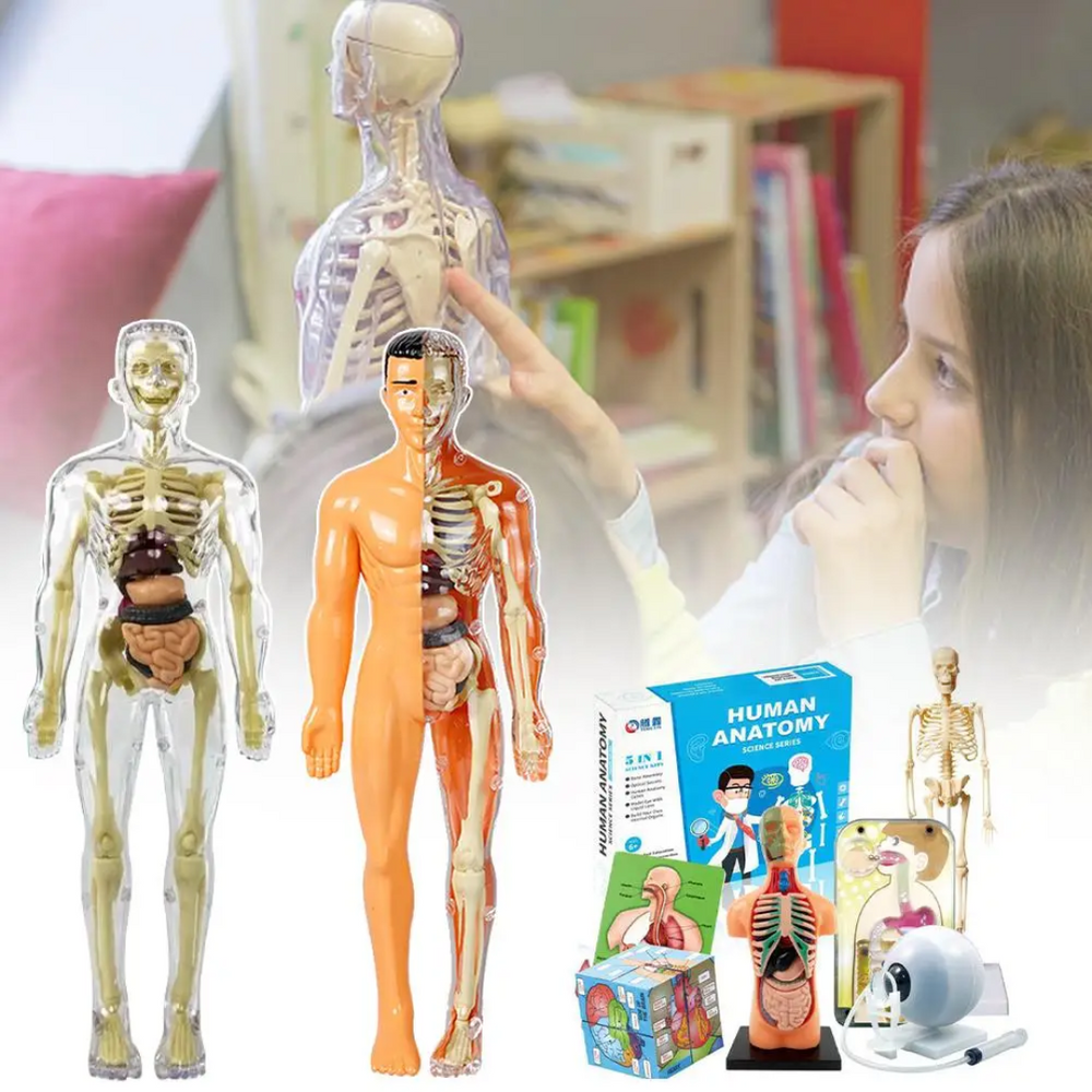 Model Ludzkiego Ciała dla Dzieci – Zabawka Anatomiczna z Organami | Edukacyjna i Interaktywna