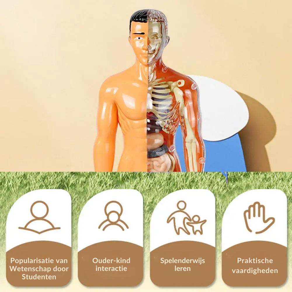 Model Ludzkiego Ciała dla Dzieci – Zabawka Anatomiczna z Organami | Edukacyjna i Interaktywna