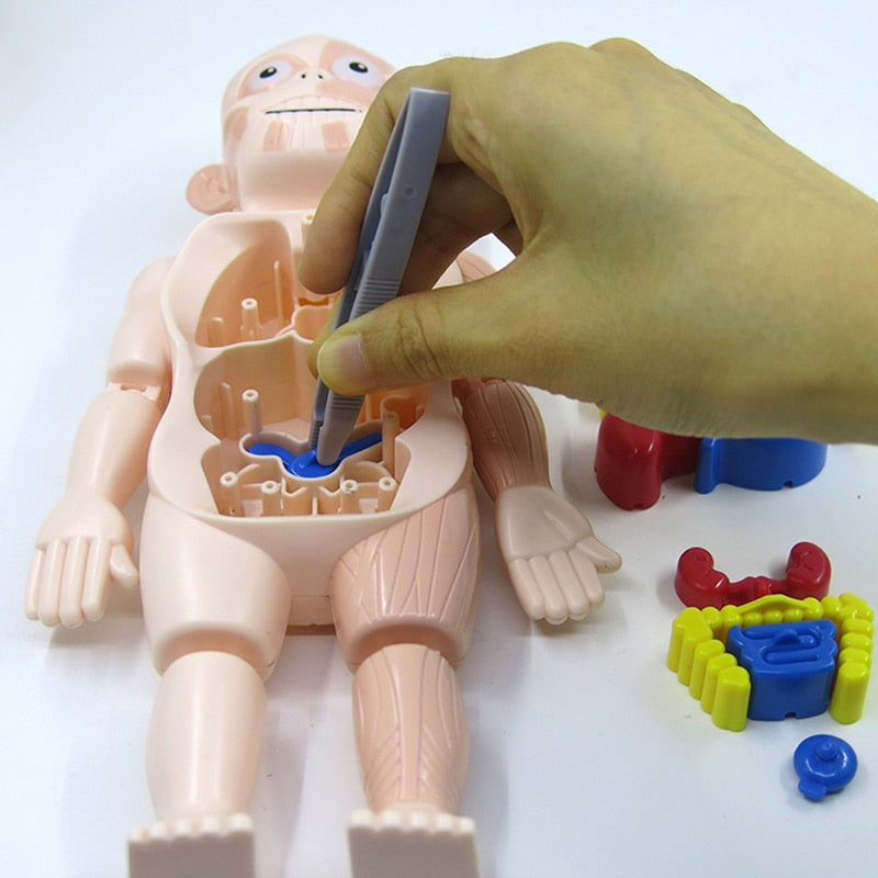 Zabawka Anatomiczna dla Dzieci – Model Ludzkiego Ciała