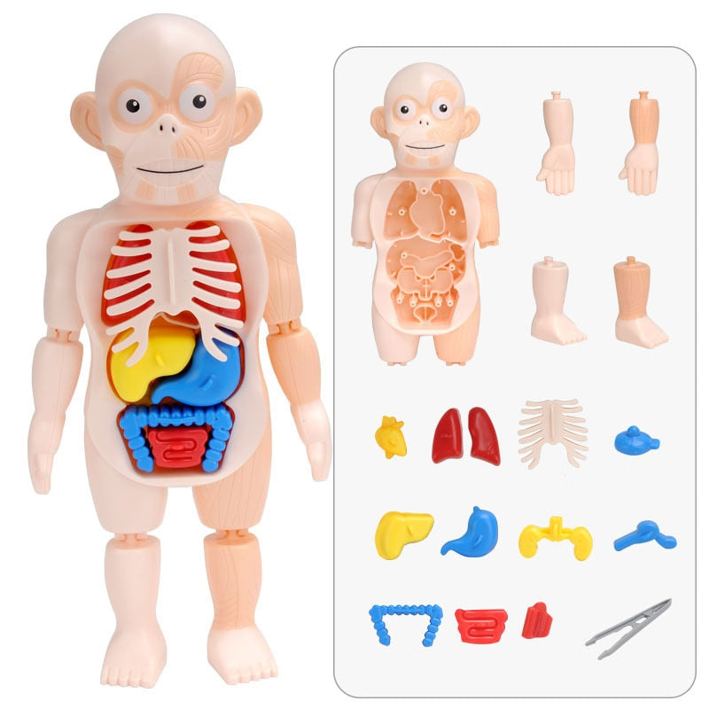 Zabawka Anatomiczna dla Dzieci – Model Ludzkiego Ciała