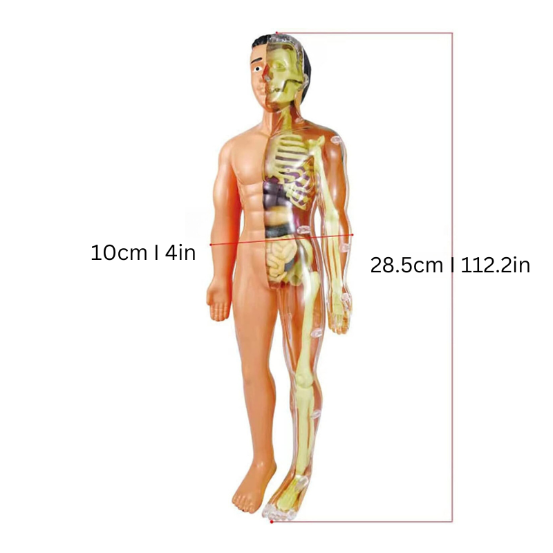 Zabawka Anatomiczna dla Dzieci – Edukacyjny Zestaw do Budowy 3D Ludzkiego Ciała 5+