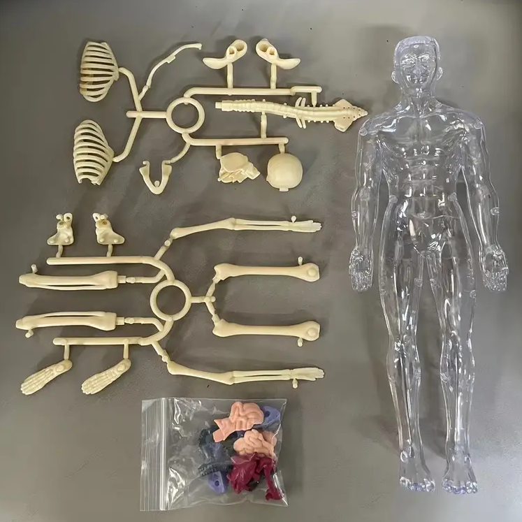 Model Ludzkiego Ciała dla Dzieci – Zabawka Anatomiczna z Organami | Edukacyjna i Interaktywna